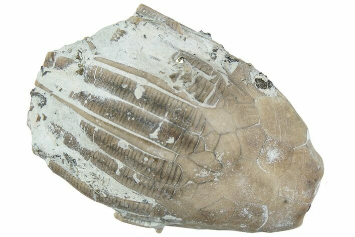 Fossil Crinoid (Eucalyptocrinus) Crown - Indiana #232248